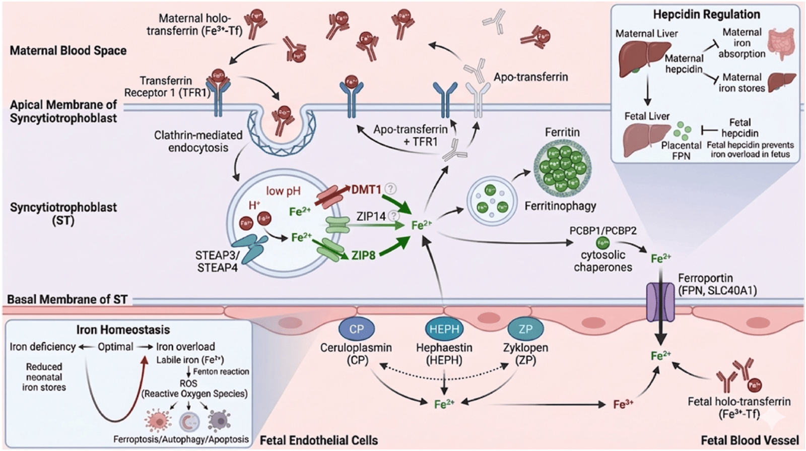 Schema del trasporto del ferro attraverso la placenta. Dal sangue materno, in alto, il ferro legato alla transferrina viene catturato dal recettore TFR1 sulla membrana rivolta verso la madre e inghiottito dalla cellula. All&rsquo;interno il ferro viene liberato e ridotto dagli enzimi STEAP3 e STEAP4, poi passa nel citoplasma attraverso i trasportatori DMT1, ZIP8 e ZIP14. Nel citoplasma può essere immagazzinato nella ferritina oppure avviato all&rsquo;uscita. Sulla membrana rivolta verso il feto, in basso, la ferroportina esporta il ferro, che viene riossidato da ceruloplasmina, efestina e zyklopen prima di legarsi alla transferrina fetale. Due riquadri laterali mostrano la regolazione dell&rsquo;epcidina materna e fetale e le conseguenze di carenza e sovraccarico di ferro.